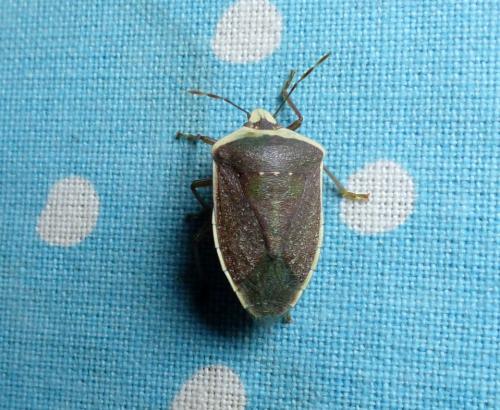 Nezara viridula